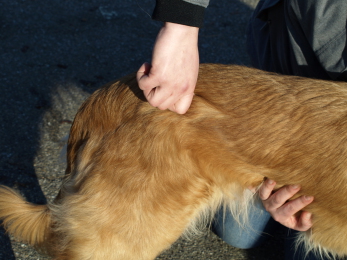 Chiropraktische Behandlung des Iliums Hund, Goldenretriever